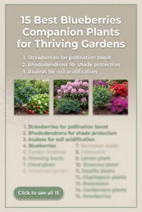 15 Best Blueberries Companion Plants for Thriving Yields