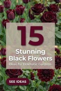 15 Stunning Black Flowers for Dramatic Garden Impact